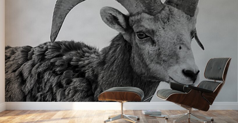 Big Horn Sheep B & W Wall Murals