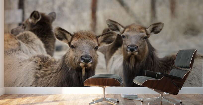Lady Elks Wall Murals