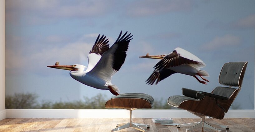Pelicans Wall Murals