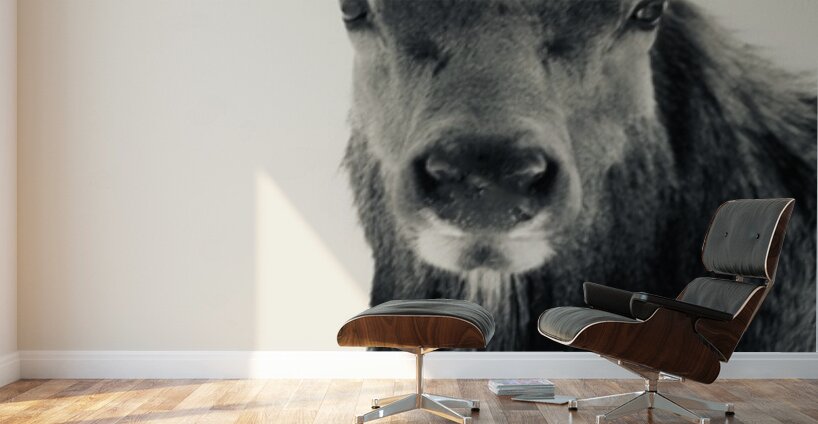 Elk in Black and White  Wall Murals