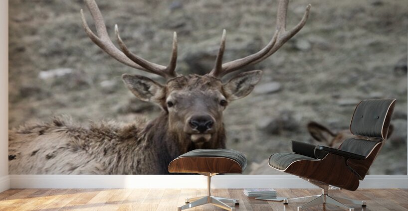 IMG 3516 Wall Murals