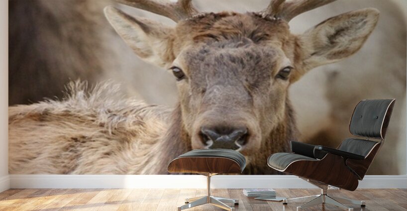 Elk Season Wall Murals