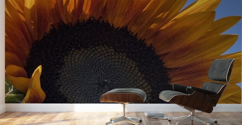 Big Sunflower Wall Murals