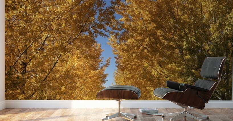 The Road to Cave B Wall Murals