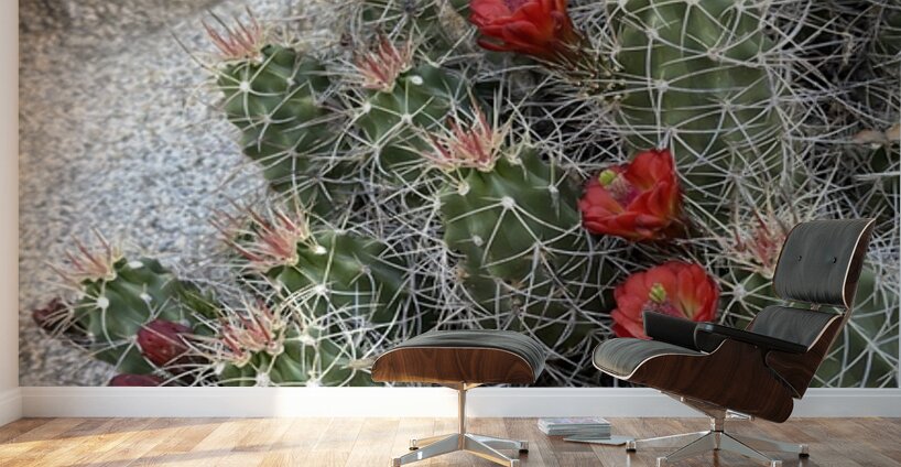Cactus Bloom -Red Wall Murals