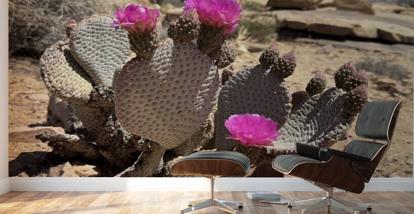 Cactus Bloom Wall Murals