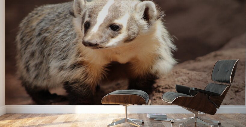 Badger -3 Wall Murals