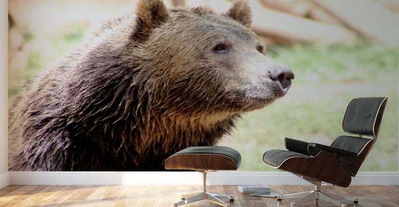 Brown Bear -2 Wall Murals