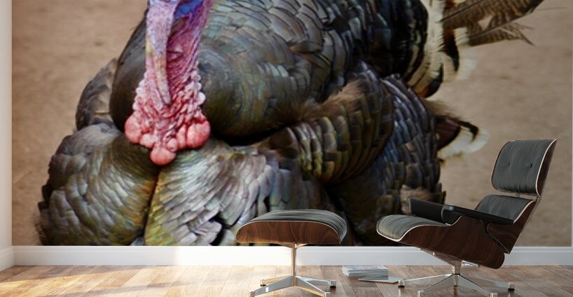 Wild Turkey Wall Murals