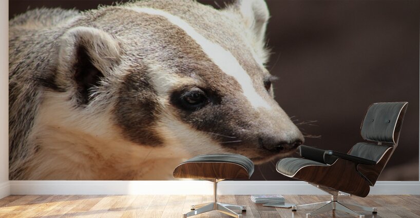 Badger -2 Wall Murals