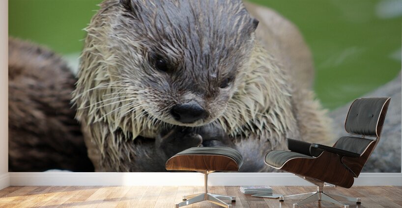River Otter Wall Murals