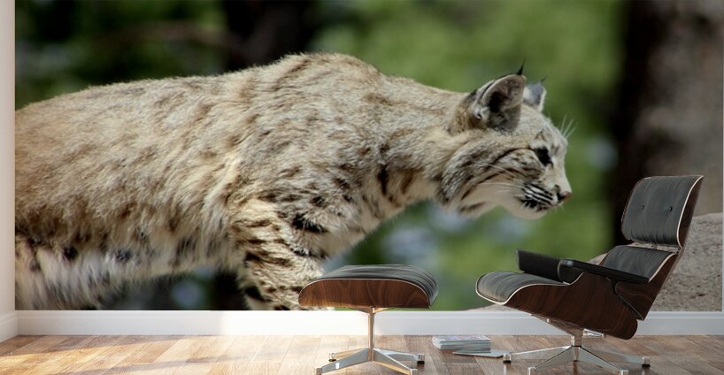Bobcat -2 Wall Murals