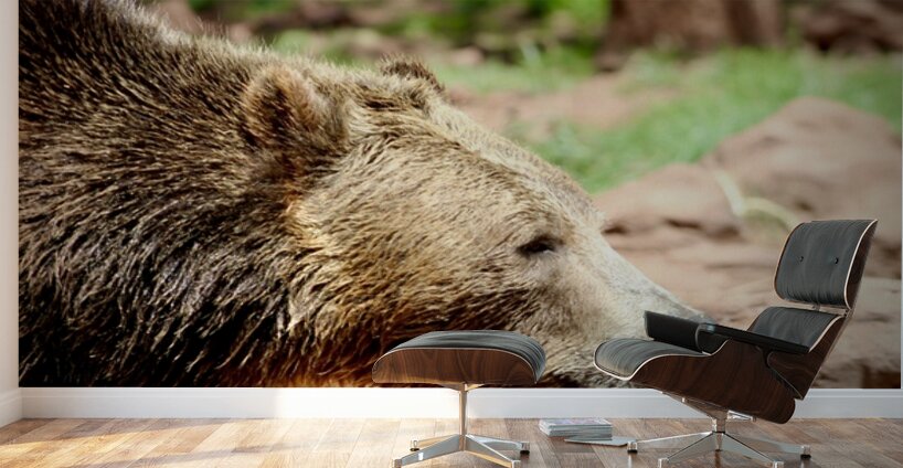 Brown Bear -1 Wall Murals