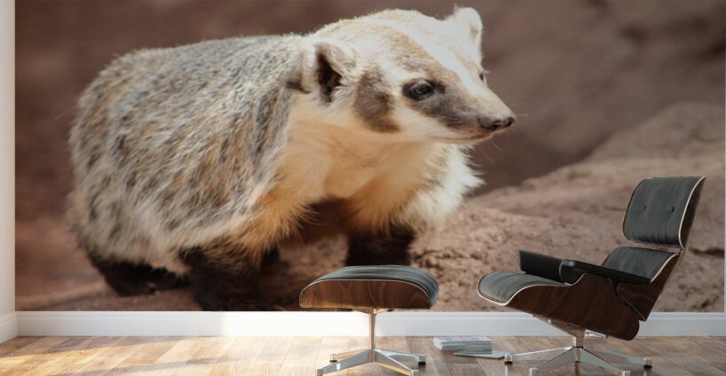 Badger -1 Wall Murals