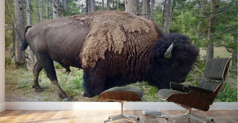 Yellowstone Bison Wall Murals