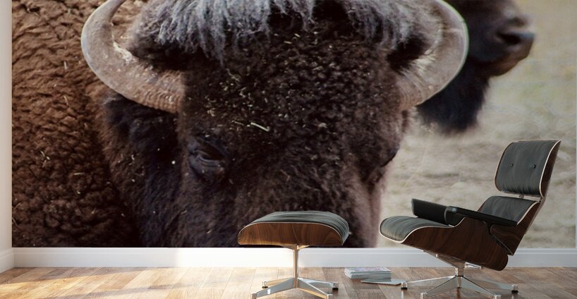 Bison in Arizona  Wall Murals
