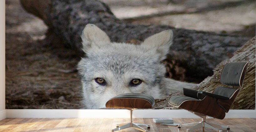 Wolf Hiding Wall Murals