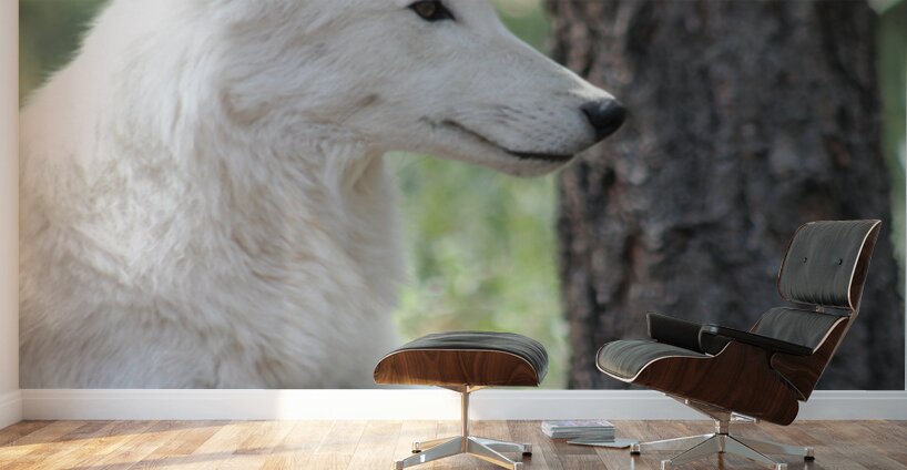 White Wolf Wall Murals