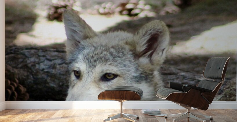 Young Wolf Wall Murals
