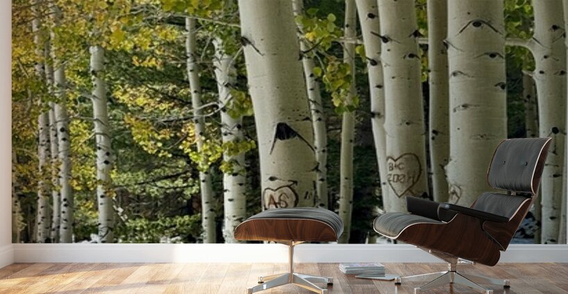 Aspens in Flagstaff -2 Wall Murals