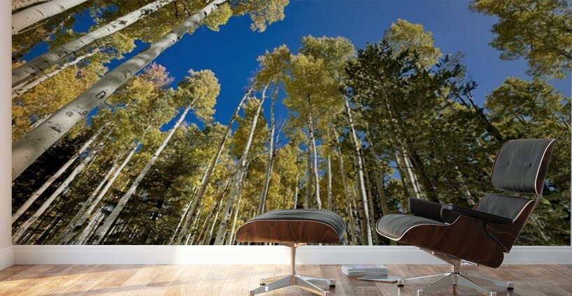 IMG 9874 Wall Murals