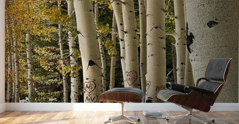 Aspens in Flagstaff -1 Wall Murals