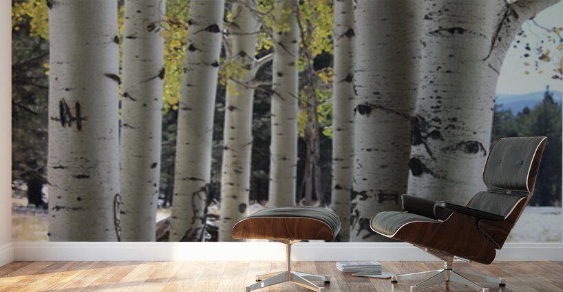 Aspens in Flagstaff Wall Murals