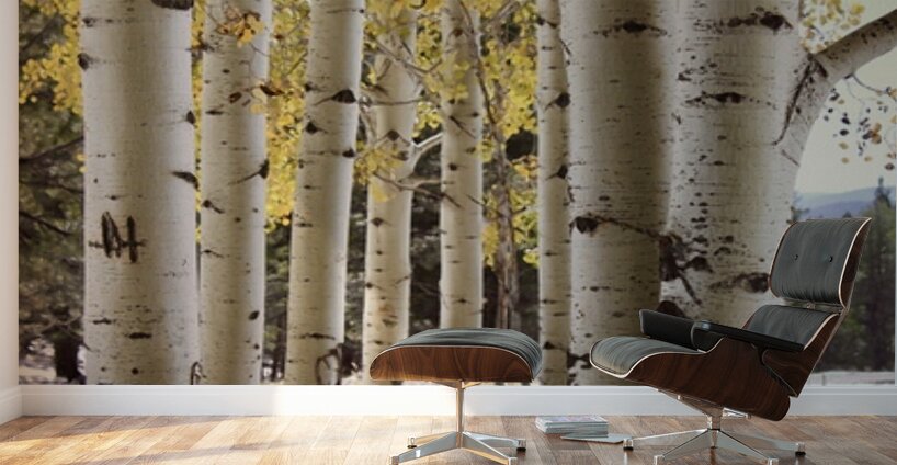 IMG 4712 Wall Murals