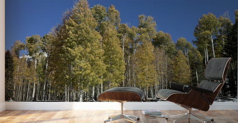 IMG 9898 Wall Murals