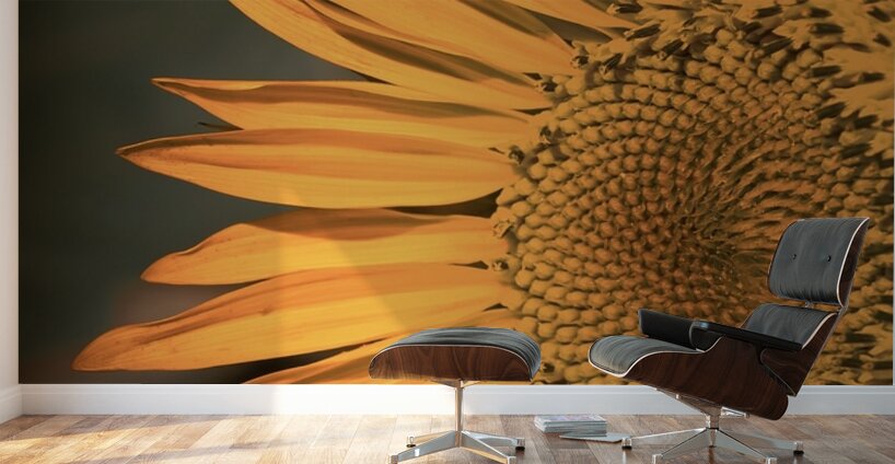 Close up Sunflower Wall Murals