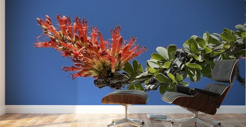 Ocotillo Bloom Wall Murals