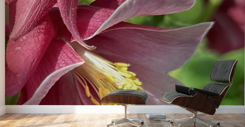Columbine Bloom Wall Murals