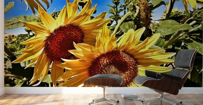 Sunflower Drama Wall Murals