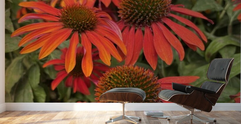 Coneflower Wall Murals