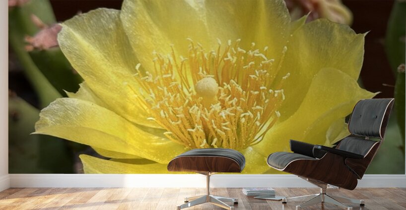 Prickly Pear Bloom -1 Wall Murals