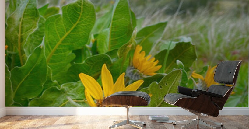 Balsam Root featuring the Kittitas Valley backround Wall Murals