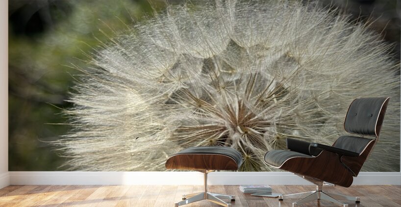 Dandelion Head Wall Murals