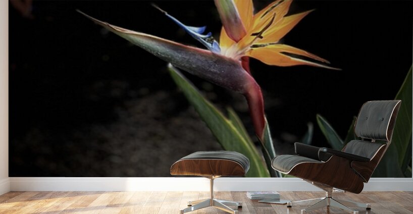 Bird of Paradise Wall Murals