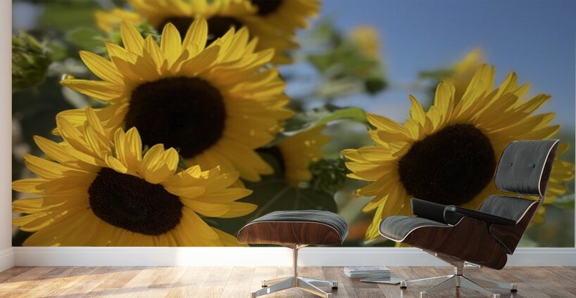 Happy Sunflowers Wall Murals