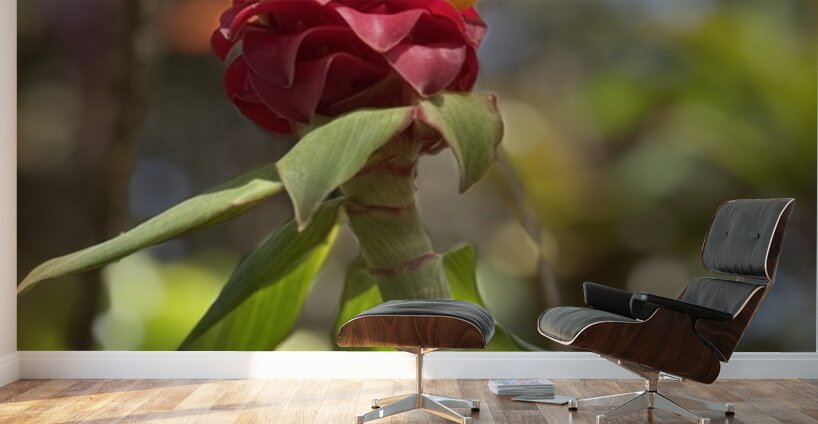 Spiral Ginger Wall Murals