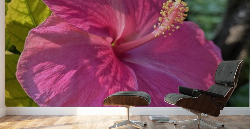 Pink Hibiscus Wall Murals