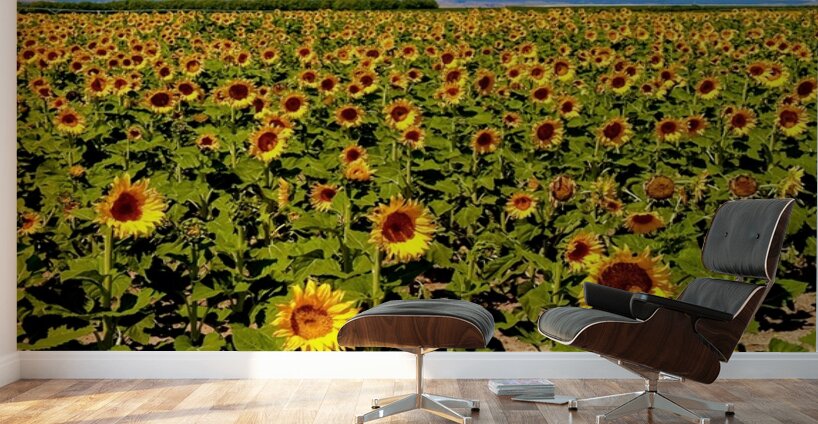 The Sunflower Sea Wall Murals