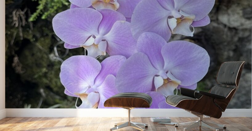 Orchid Wall Murals
