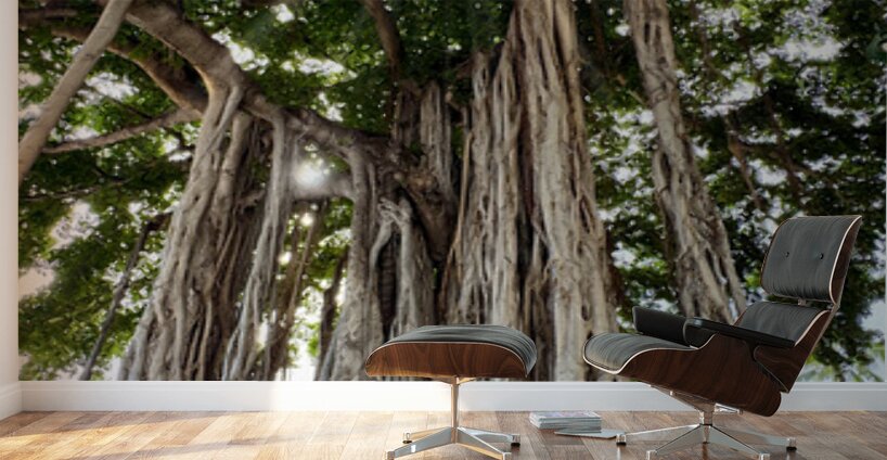 Banyan Tree Wall Murals
