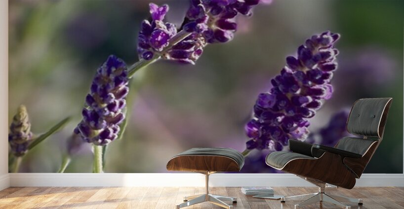 Lavender  Wall Murals