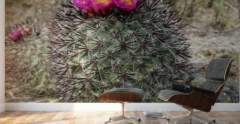 Barrel Cactus Wall Murals