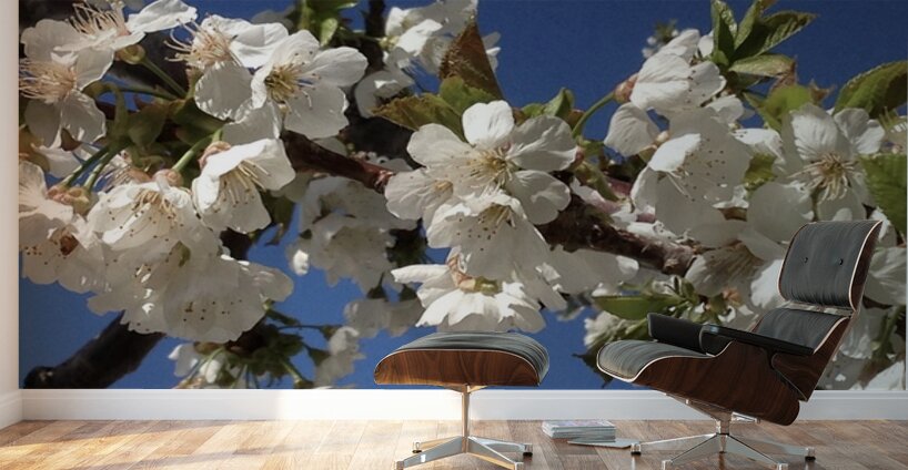 White Cherry Blossoms  -1 Wall Murals