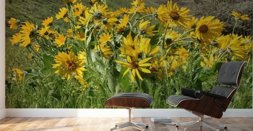 Balsam Root Wildflowers Wall Murals