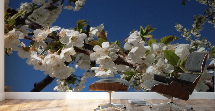 White Cherry Blossom -2 Wall Murals