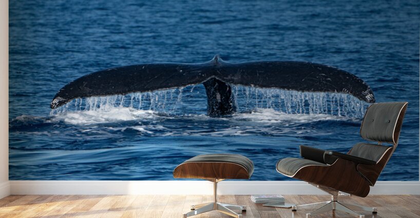 DSC09148 Wall Murals